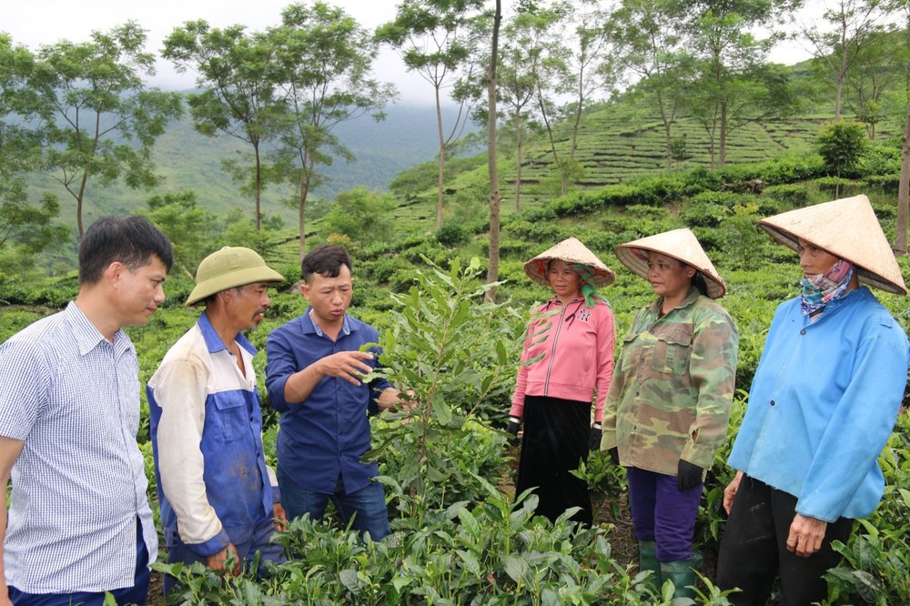 Cán bộ nông nghiệp huyện Văn Chấn hướng dẫn nông dân xã Gia Hội cắt tỉa cành mắc ca. Ảnh: Việt Dũng - TTXVN