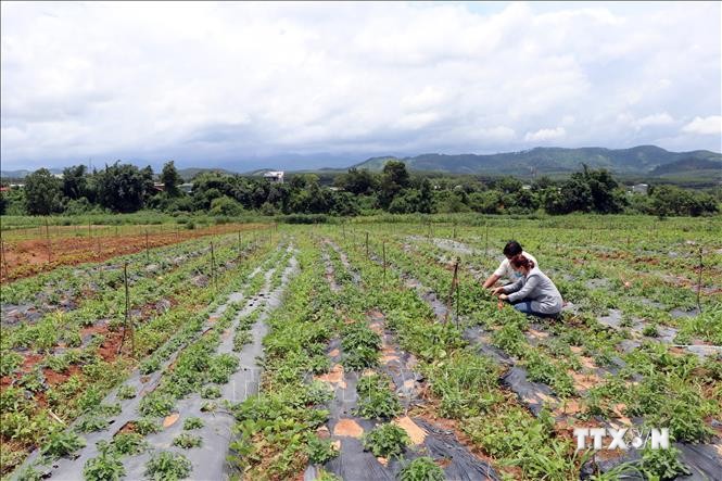 Chăm sóc, làm cỏ cây dược liệu tại Tổ hợp tác trồng Dược liệu tại xã Tân Cảnh. Ảnh: Cao Nguyên-TTXVN
