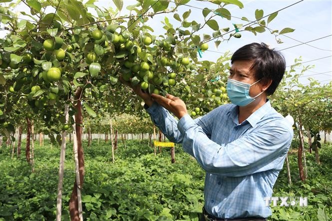 Tăng năng suất, chất lượng cho sản phẩm táo Ninh Thuận