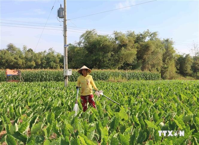 Nông dân huyện Trà Cú chuyển đổi diện tích đất trồng lúa sang trồng khoai môn sáp cho lợi nhuận tăng hơn 5 lần so với trồng lúa trước đó. Ảnh: Thanh Hòa - TTXVN

