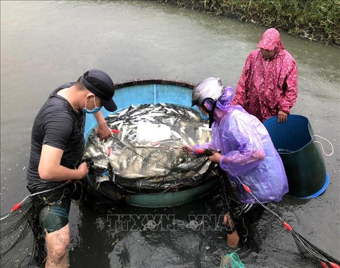 Do ảnh hưởng trực tiếp của hoàn lưu cơn bão số 5, khu vực tỉnh Quảng Ngãi xảy ra mưa lớn diện rộng, dự báo từ ngày 11-14/9, trên các sông có khả năng xuất hiện lũ. Trước tình hình này, người nuôi trồng thủy sản trên địa bàn tỉnh đang khẩn trương thu hoạch