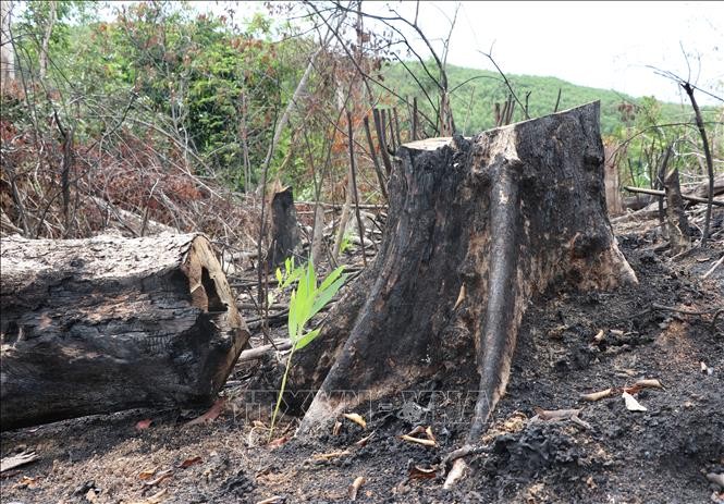 Điều tra vụ phá hơn 5 ha rừng tự nhiên ở Bình Định