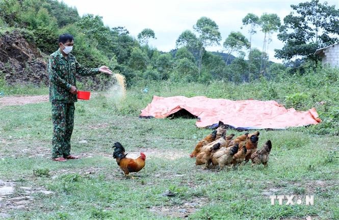 Cán bộ chiến sỹ Đồn Biên phòng Pò Mã chăn nuôi gà tại Chốt 2 (thường gọi là chốt 975). Ảnh: Anh Tuấn – TTXVN
