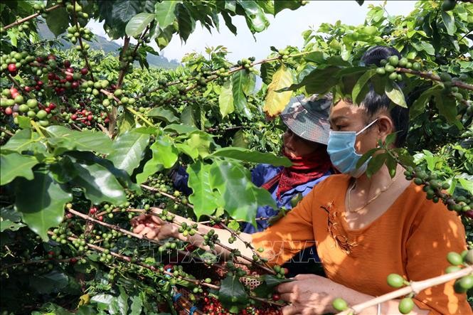 Người dân xã Chiềng Chung (Mai Sơn, Sơn La) thu hái quả cà phê. Ảnh: Hữu Quyết – TTXVN