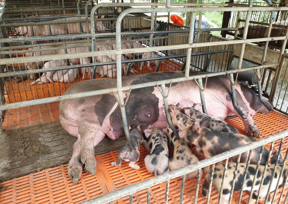 Tây Ninh xử lý nhiều ổ dịch tả lợn châu Phi tại huyện biên giới Tân Biên