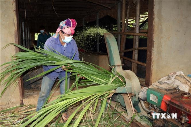 Thành viên một hợp tác xã tại huyện Mai Sơn cắt cỏ phục vụ chăn nuôi bò. Ảnh: Hữu Quyết - TTXVN