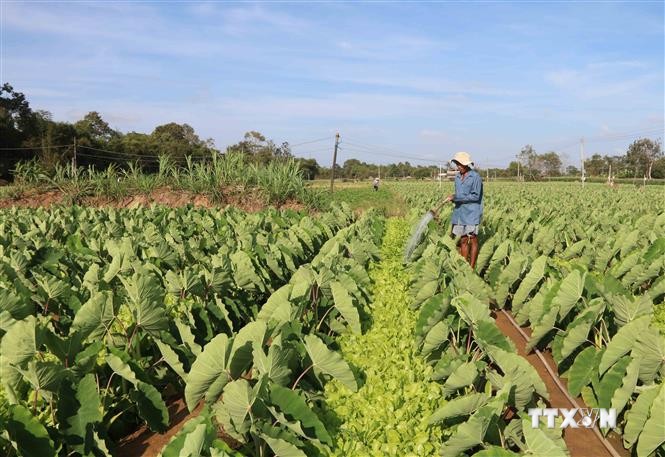 Nông dân huyện Trà Cú, Trà Vinh chuyển đổi diện tích đất trồng lúa sang trồng khoai môn sáp cho lợi nhuận tăng hơn 5 lần so với trồng lúa trước đó. Ảnh: Thanh Hòa - TTXVN
