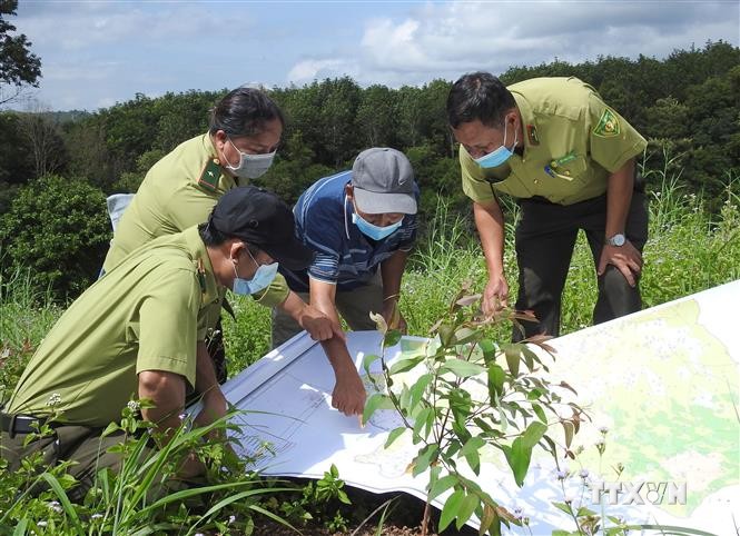 Cán bộ kiểm lâm tổ chức kiểm tra diện tích rừng trồng tại huyện Kon Rẫy, tỉnh Kon Tum. Ảnh: Dư Toán – TTXVN.
