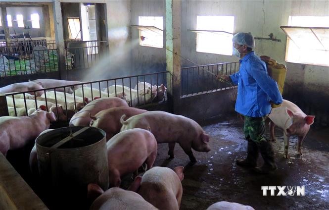 Lực lượng chức năng tỉnh Tuyên Quang phun thuốc khử trùng tại các trang trại nuôi lợn trên địa bàn tỉnh. Ảnh: Văn Tý-TTXVN
