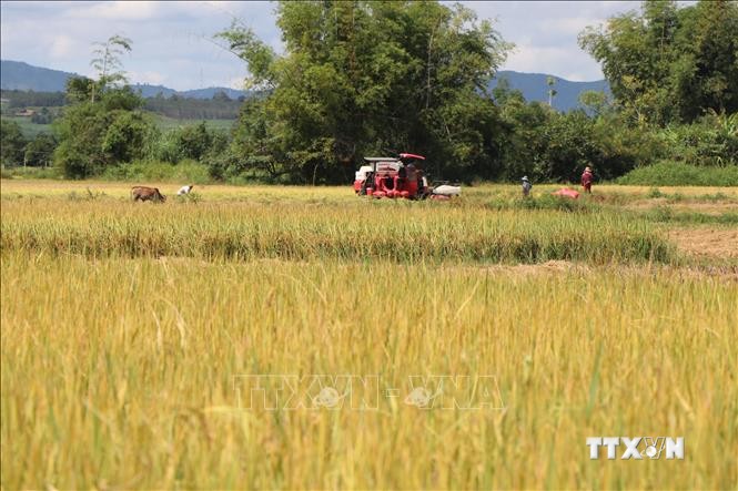 Nông dân Kon Tum gặt lúa vụ mùa 2021. Ảnh: Dư Toán – TTXVN.
