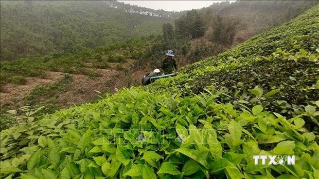 Giống chè lai LDP được trồng tại vùng nguyên liệu chế biến chè xanh của huyện Trấn Yên (Yên Bái). Ảnh: Tiến Khánh - TTXVN
