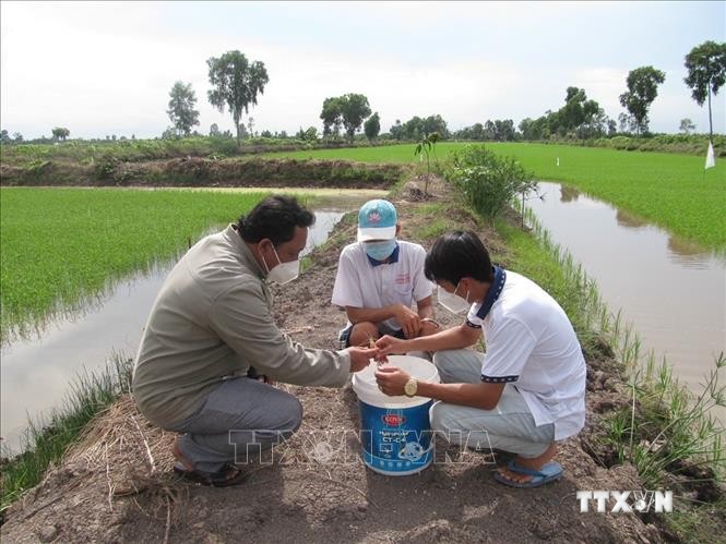 Cán bộ nông nghiệp cùng nông dân kiểm tra mô hình tôm – lúa tại huyện Hồng Dân (Bạc Liêu). Ảnh: Tuấn Kiệt – TTXVN
