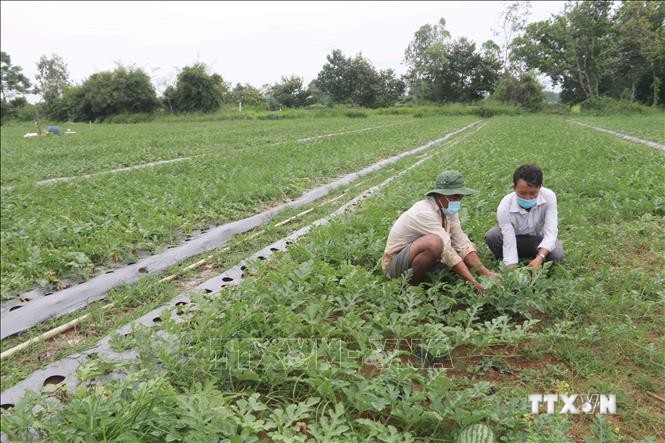 Ông Thạch Sa Quơne (bên trái), xã Long Sơn, huyện Cầu Ngang chăm sóc ruộng dưa 0,4 ha sắp thu hoạch. Ảnh: Thanh Hòa- TTXVN
