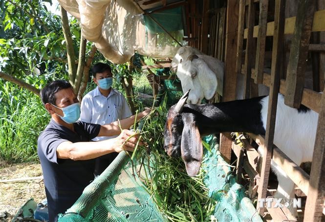 Ông Trần Văn Lắng, xã Hòa An, thành phố Cao Lãnh vay 55 triệu đồng từ Quỹ hỗ trợ nông dân để đầu tư nuôi dê sinh sản. Ảnh: Nhựt An - TTXVN
