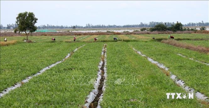 Ruộng dưa hấu đang phát triển tốt ở xã Mỹ Thái, huyện Hòn Đất (Kiên Giang). Ảnh: Lê Huy Hải - TTXVN