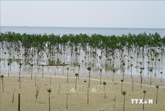 Trồng rừng ngập mặn phục hồi hệ sinh thái tại khu bảo tồn biển Vườn quốc gia Núi Chúa (huyện Ninh Hải). Ảnh: Nguyễn Thành – TTXVN
