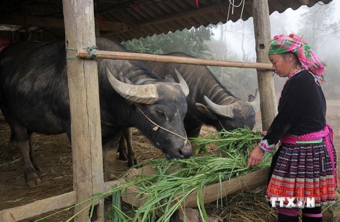 Người dân bản Phìn Chải, xã Giang Ma, huyện Tam Đường (Lai Châu) chủ động trồng cỏ thêm nguồn thức ăn xanh cho gia súc trong mùa đông. Ảnh: Nguyễn Oanh-TTXVN.

