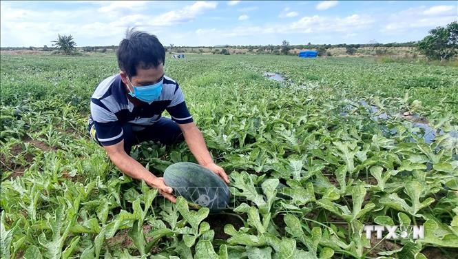 Giá dưa hấu rớt thảm, hàng trăm hộ trồng dưa hấu ở Gia Lai đang phải đổi mặt với một “mùa dưa đắng”. Ảnh: TTXVN phát
