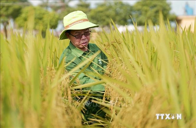 Ông Trần Mạnh Báo tại Trung tâm Nghiên cứu sản phẩm mới của Công ty Cổ phần Công ty cổ phần Tập đoàn ThaiBinh Seed. Ảnh: TTXVN phát
