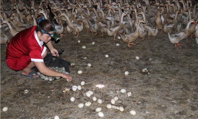 Đàn vịt chạy đồng lấy trứng 3.000 con của chị Trang, ở xã Phú Lợi, huyện Thanh Bình (Đồng Tháp). Ảnh: Nguyễn Văn Trí - TTXVN
