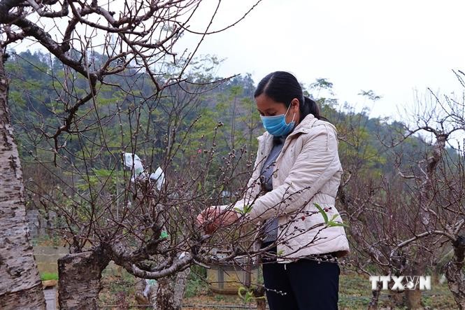 Người dân xã Toàn Sơn, huyện Đà Bắc, cắt tỉa cây đào cổ, chuẩn bị cho dịp Tết Nguyên đán. Ảnh: Thanh Hải - TTXVN