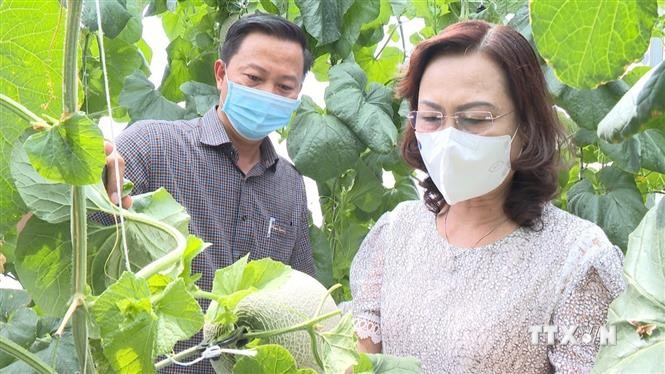 Phó Bí thư Tỉnh ủy Bạc Liêu Lê Thị Ái Nam tham quan mô hình trồng dưa lưới trong nhà kính. Ảnh: Tuấn Kiệt – TTXVN
