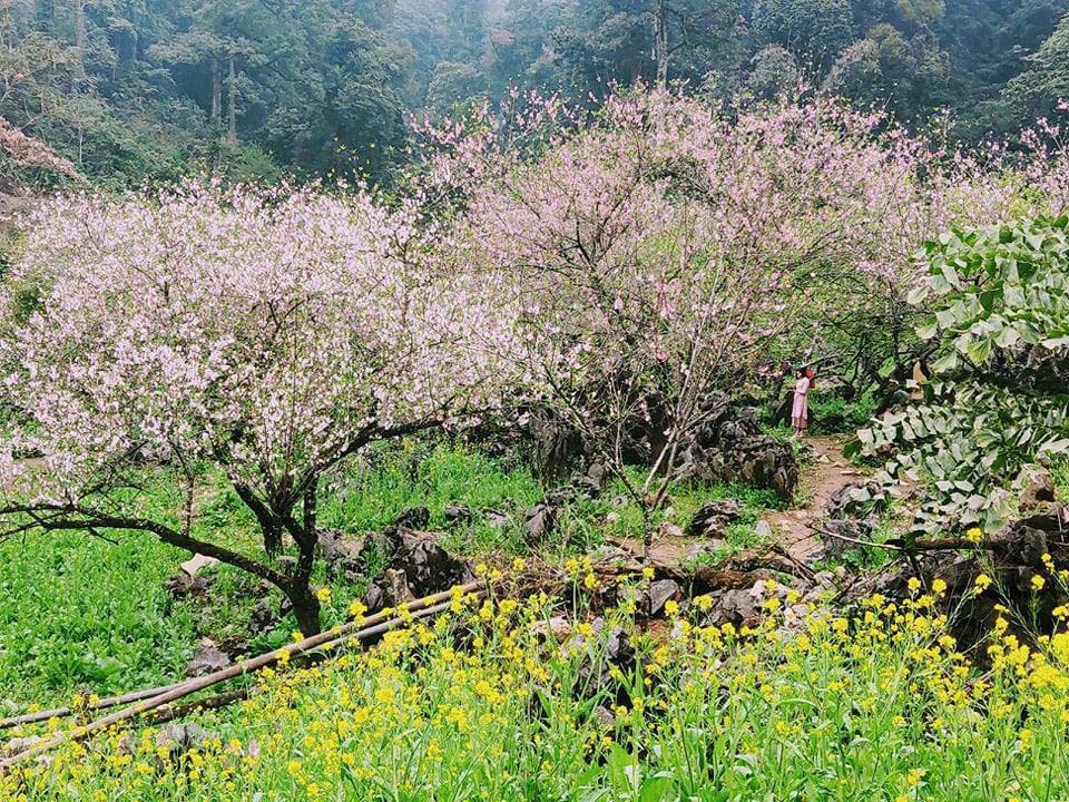 Hoa đào nở thắm sắc Xuân tại Lóng Luông - Vân Hồ. Ảnh: danviet.vn

