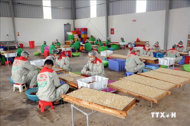 Nhân viên Công ty cổ phần xuất nhập khẩu hoa quả Sơn La chế biến long nhãn. Ảnh: Quang Quyết-TTXVN
