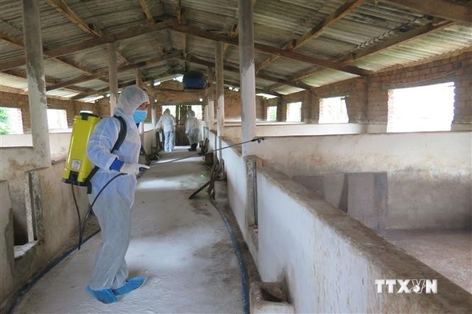 Lực lượng thú y tỉnh Kon Tum phun hóa chất khử trùng tại các khu vực chuồng trại có dịch tả lợn châu Phi. Ảnh: Dư Toán – TTXVN.
