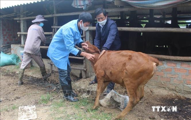 Ngành chức năng tỉnh Bình Định hỗ trợ người dân huyện Phù Mỹ tiêm vắc xin phòng chống dịch bệnh viêm da nổi cục trên đàn trâu bò. Ảnh: Tường Quân – TTXVN

