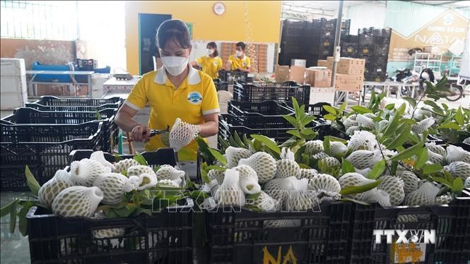 Công đoạn sơ chế quả Na Vietgap trước khi đóng gói tại Công ty cổ phần Natani (Tây Ninh). Ảnh: Thanh Tân -TTXVN
