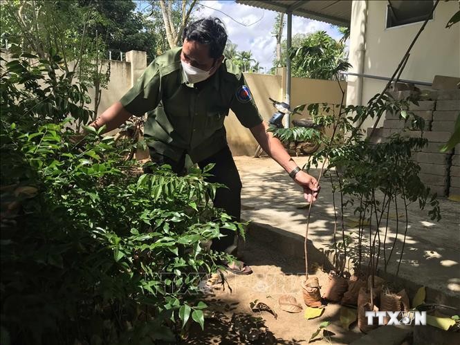 Cán bộ Ban quản lý rừng phòng hộ huyện Hoài Ân đang kiểm tra cây con giống lim xanh . Ảnh: Kha Phạm – TTXVN.

