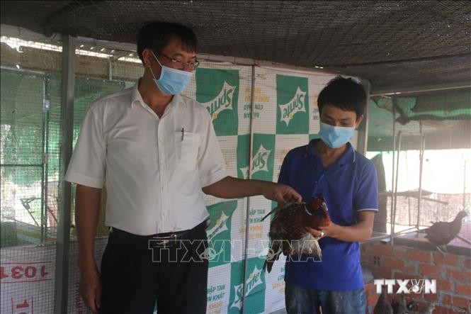 Nuôi chim trĩ đã giúp anh Anh Nguyễn Thanh Tân (phải, ở ấp 7, xã Hòa Bình) có thu nhập từ 15-20 triệu đồng/tháng. Ảnh: Hoàng Nhị - TTXVN
