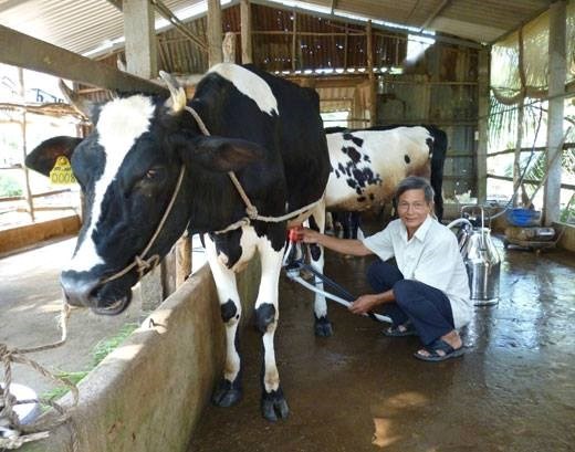 Mô hình nuôi bò sữa đang rất phát triển ở Bến Tre. Ảnh:daidoanket.vn
