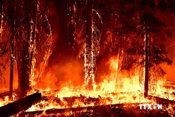 Carbon nâu thải ra từ các vụ cháy rừng trên thực tế góp phần nhiều hơn vào gây ra hiện tượng Trái Đất nóng lên. Ảnh: AFP/TTXVN

