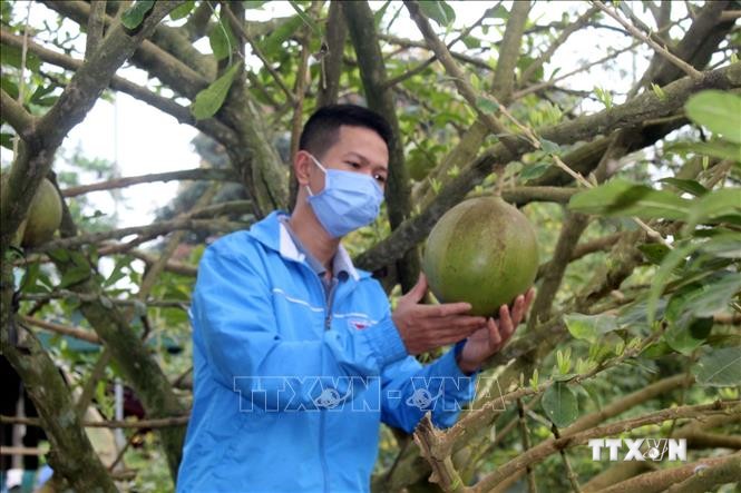 Anh Nguyễn Danh Hoàng kiểm tra tốc độ sinh trưởng của cây ăn quả. Ảnh: Nguyễn Nam - TTXVN
