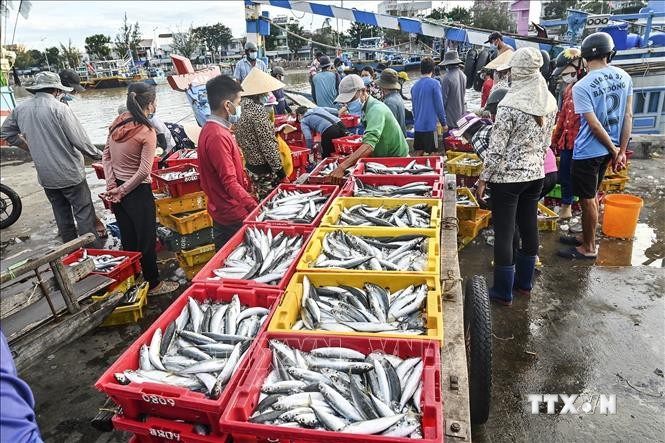 Hoạt động mua bán hải sản tại Cảng cá Phan Thiết (Bình Thuận). Ảnh: Nguyễn Thanh - TTXVN