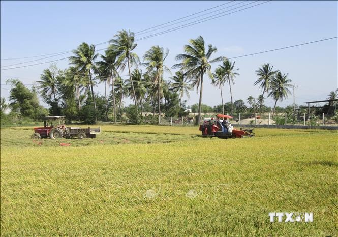 Áp dụng cơ giới hóa trong thu hoạch lúa tại vùng đồng bào Chăm ở xã An Hải, huyện Ninh Phước. Ảnh: Nguyễn Thành – TTXVN
