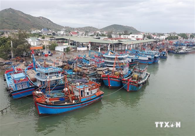 Tàu cá của ngư dân Ninh Thuận và các tỉnh, thành vào neo đậu tại cảng Ninh Chữ (huyện Ninh Hải, Ninh Thuận). Ảnh: Nguyễn Thành – TTXVN