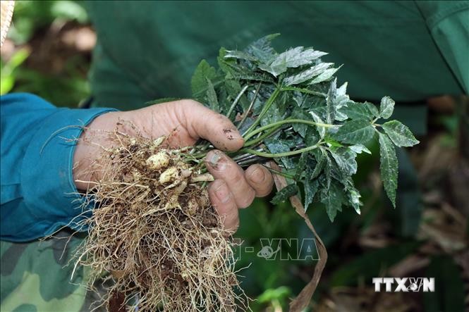 Công nhân Công ty cổ phần sâm Ngọc Linh Kon Tum đang nhổ sâm giống tại vườn ươm để đi trồng. Ảnh: Cao Nguyên-TTXVN
