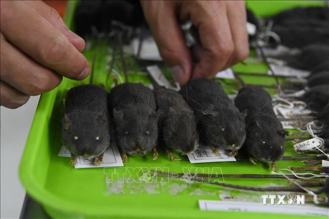 Loài chuột rừng mới vừa được phát hiện tại khu vực rừng rậm của Ecuador. Ảnh: AFP/TTXVN
