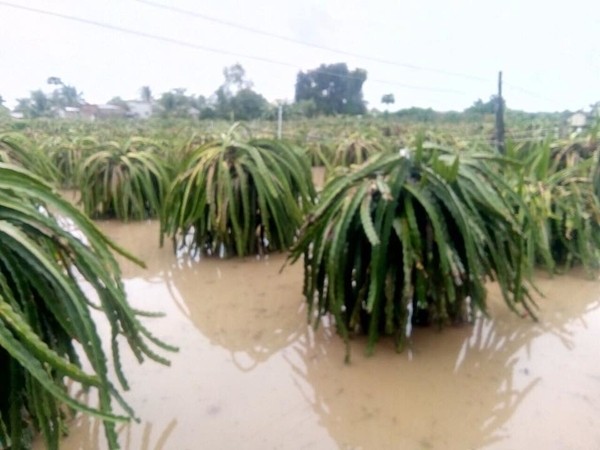 Bình Thuận: Nhiều diện tích cây trồng bị ngập do mưa lớn kéo dài trên diện rộng
