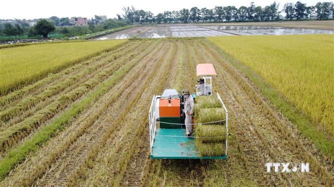 Sản xuất lúa hữu cơ - Hướng đi bền vững ở Quảng Trị