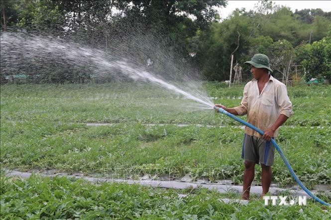 Ông Thạch Sa Quơne, xã Long Sơn, huyện Cầu Ngang chăm sóc ruộng dưa 0,4 ha sắp thu hoạch. Ảnh: Thanh Hòa- TTXVN
