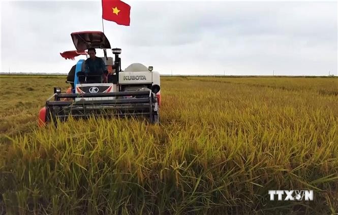 Quảng Bình: Hiệu quả từ giống lúa mới canh tác theo phương pháp hữu cơ