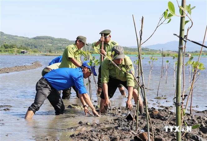 Phú Yên phát động trồng rừng ngập mặn