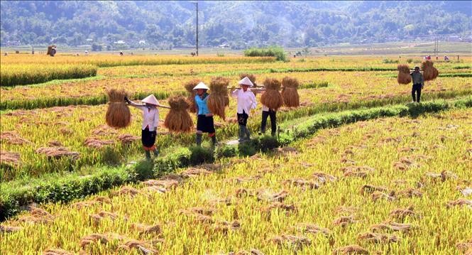 Người dân thu hoạch lúa Séng cù ở xã Mường Cang, huyện Than Uyên, tỉnh Lai Châu. Ảnh: Nguyễn Oanh-TTXVN

