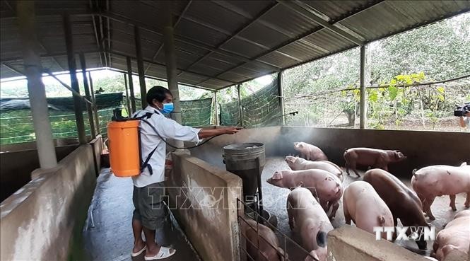 Người chăn nuôi tại huyện Xuyên Mộc phun khử khuẩn chuồng trại để phòng, chống dịch bệnh cho lợn nuôi. Ảnh: Hoàng Nhị - TTXVN
