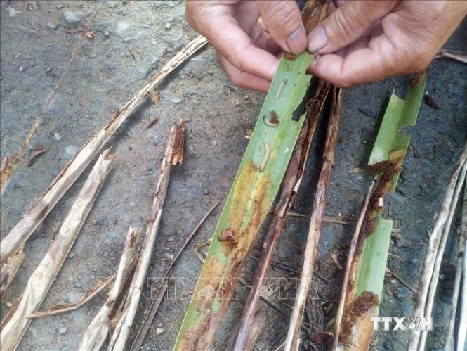 Trong ảnh: Sâu đầu đen hại dừa đang phát triển mạnh tại nhiều xã của huyện Tiểu Cần và Càng Long. Ảnh: Thanh Hòa- TTXVN
