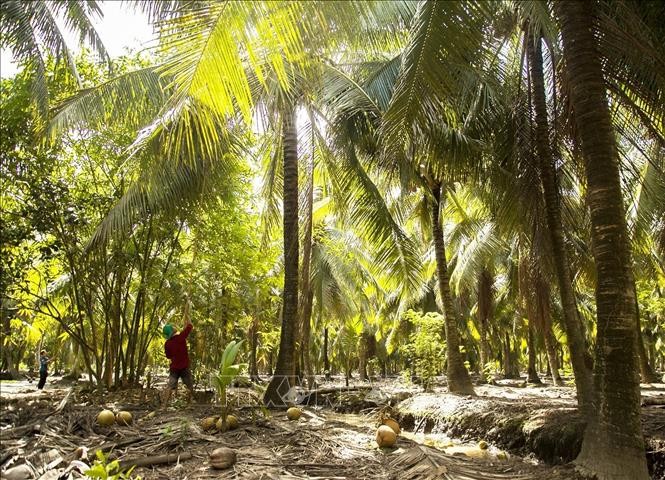 Vùng sản xuất dừa đạt tiêu chuẩn hữu cơ tại xã Thới Thạnh, huyện Thạnh Phú. Ảnh: Hồng Đạt - TTXVN
